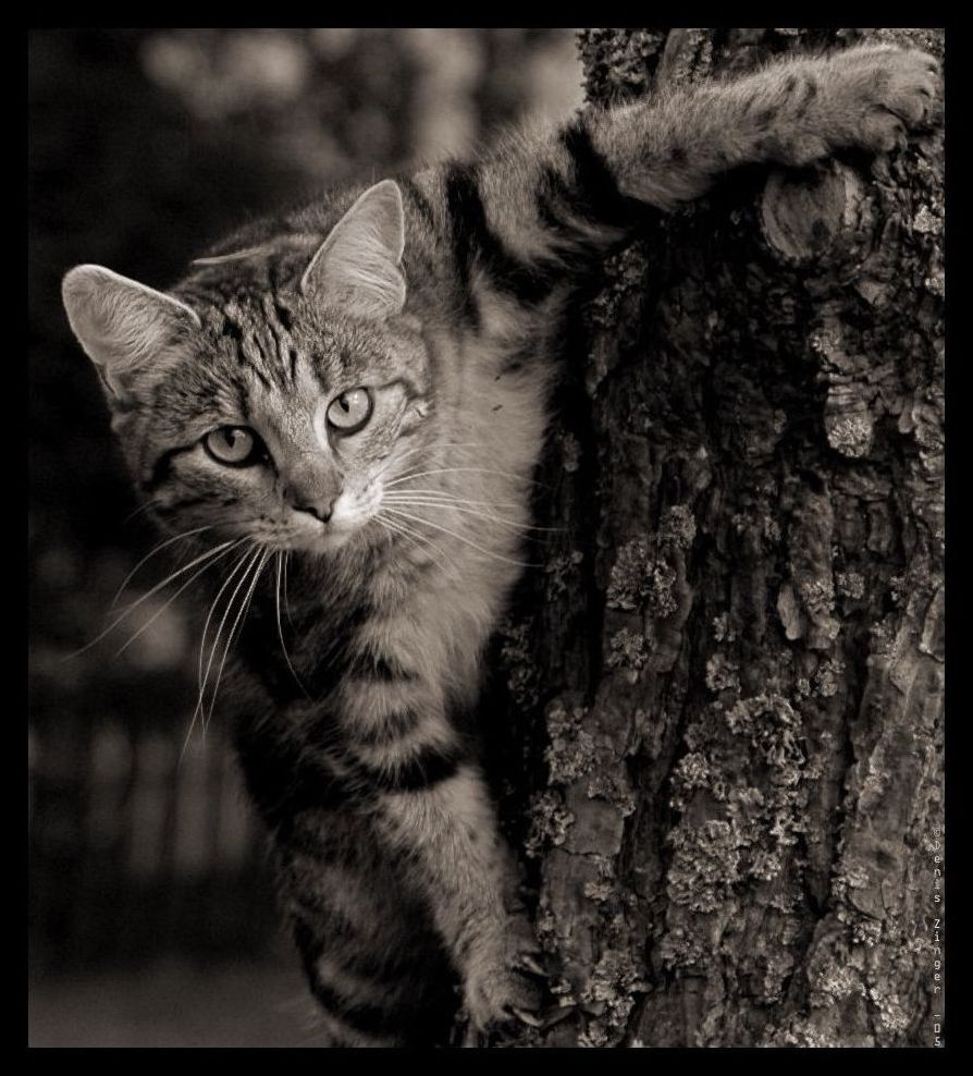 Портрет кота кот, смотрящий