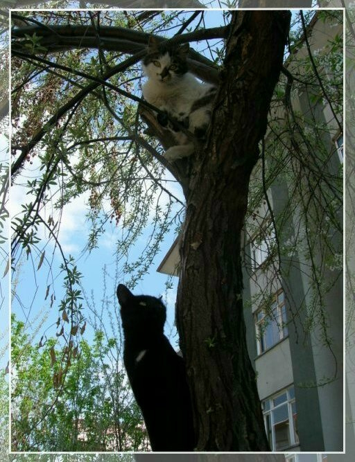 Real Love кот кошка дерево любовь