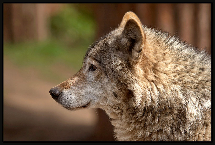 Wolf волк