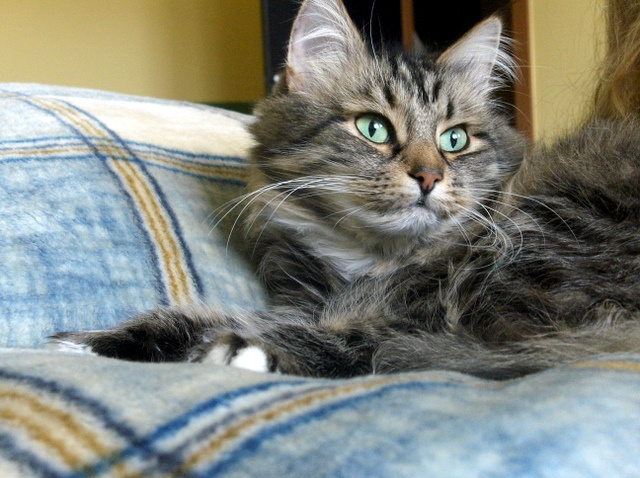 Кот кот