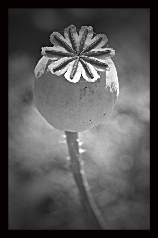 Poppy цветы, природа