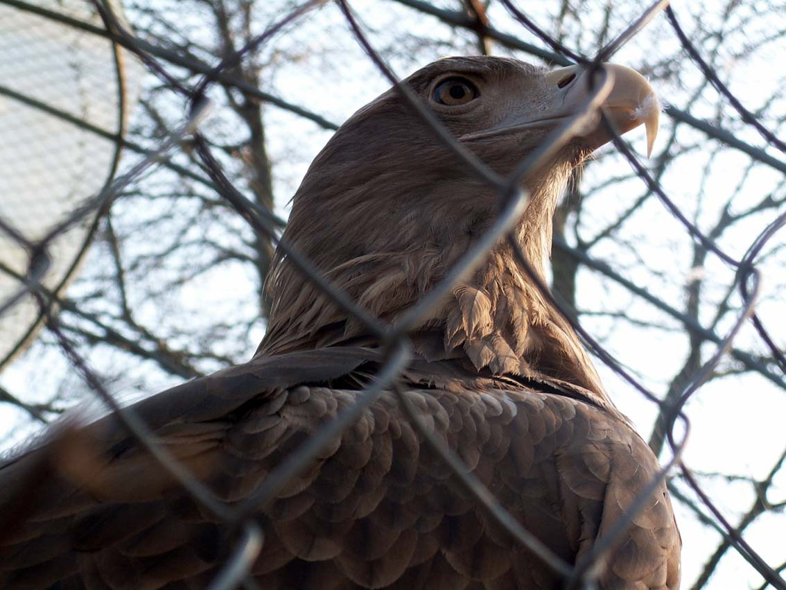 Eagle Молюсь за диких сердцем, что заперты в клетках...
