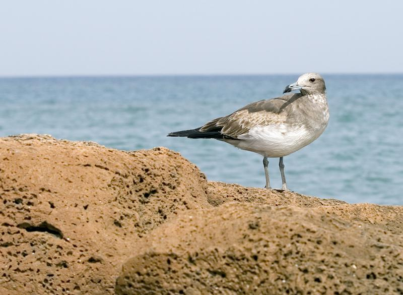Чайка. чайка, море