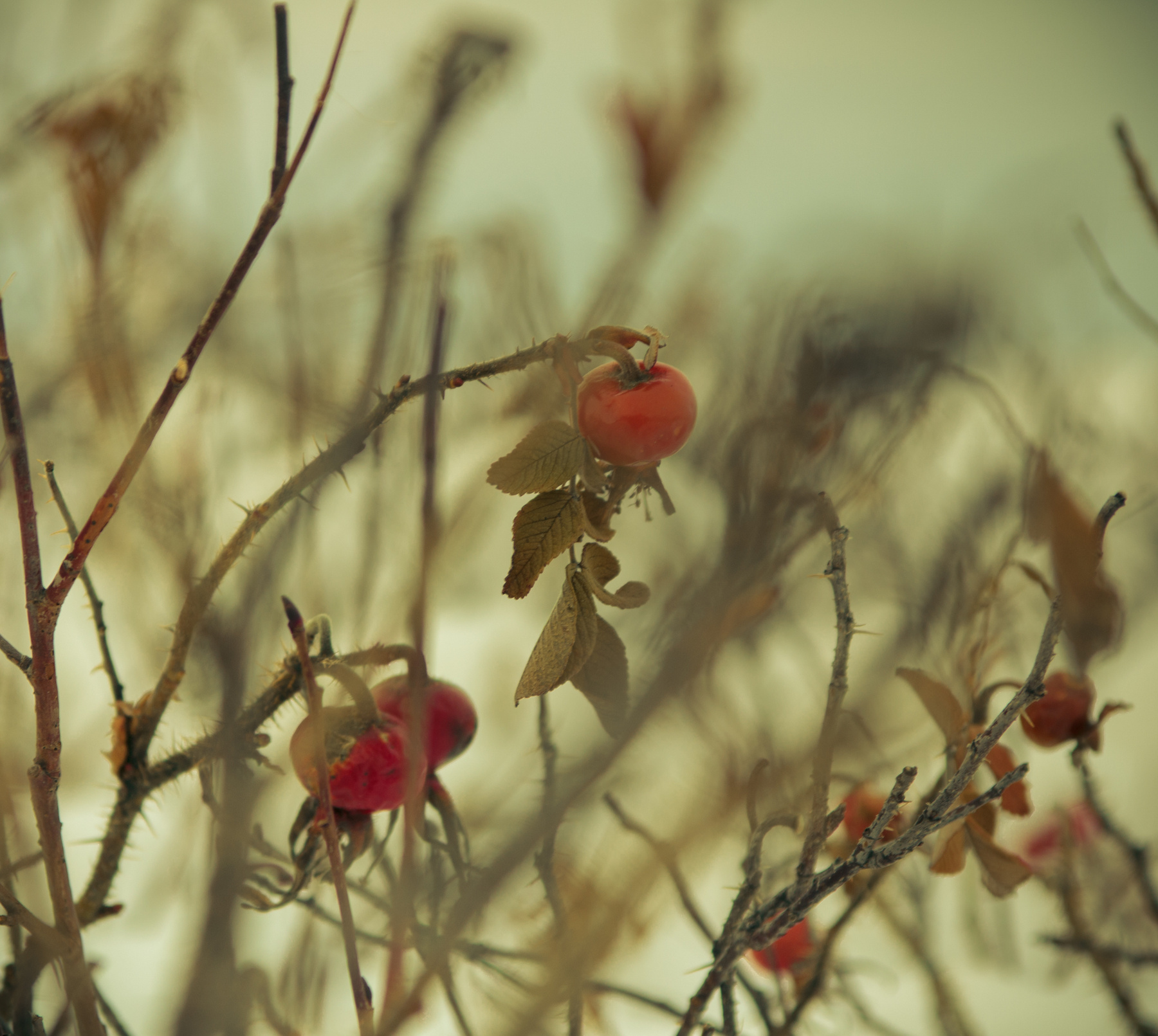 Шиповник шиповник, природа, зима, ягода, ягоды, куст, боке, nature, winter, buch, berry, berries, rose, dog rose, hips, dog-rose, wild rose