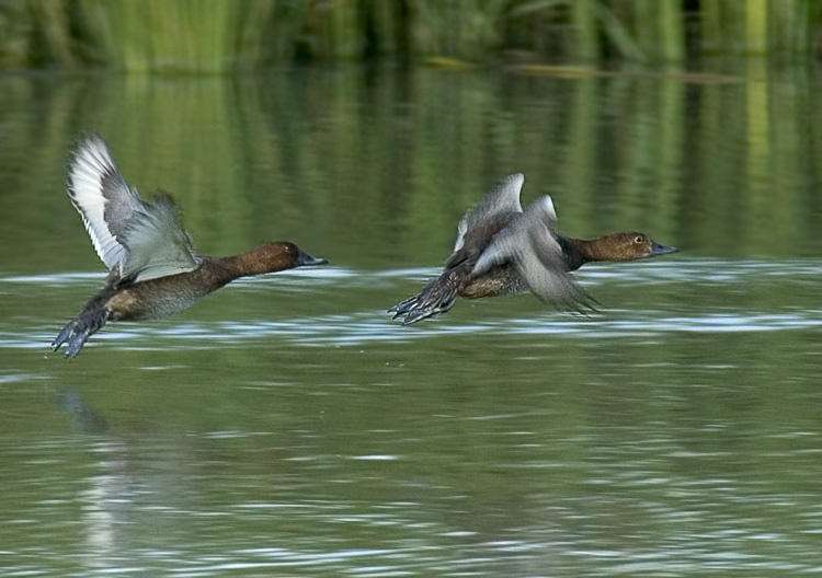 Отныряли. Полетели дале... Красноголовый нырок, Pochard, Aythya ferina