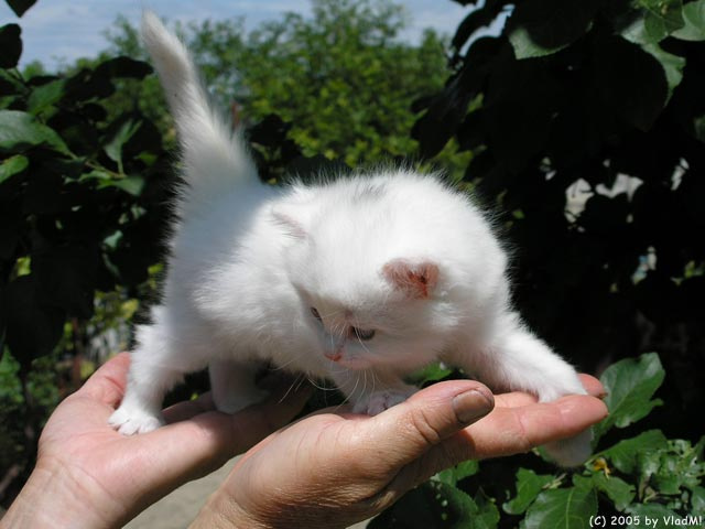 Из серии \"Удивленный кот\" - Эпизод 1. Кошечка задолго до удивления! (\"котомафия\") кот кошка животное животные белый пушистый котомафия