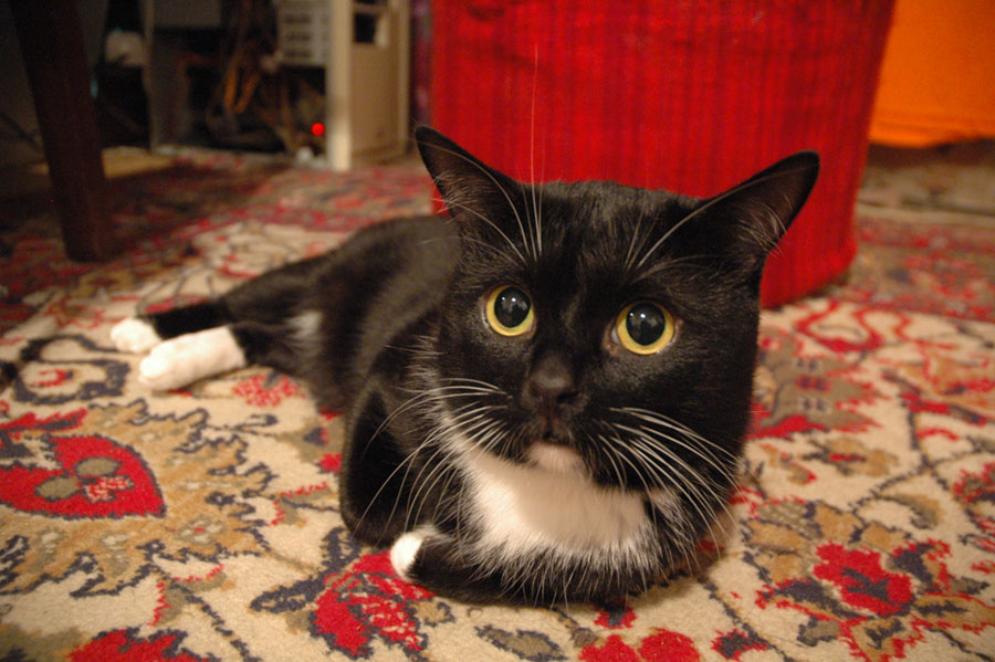 Кот 