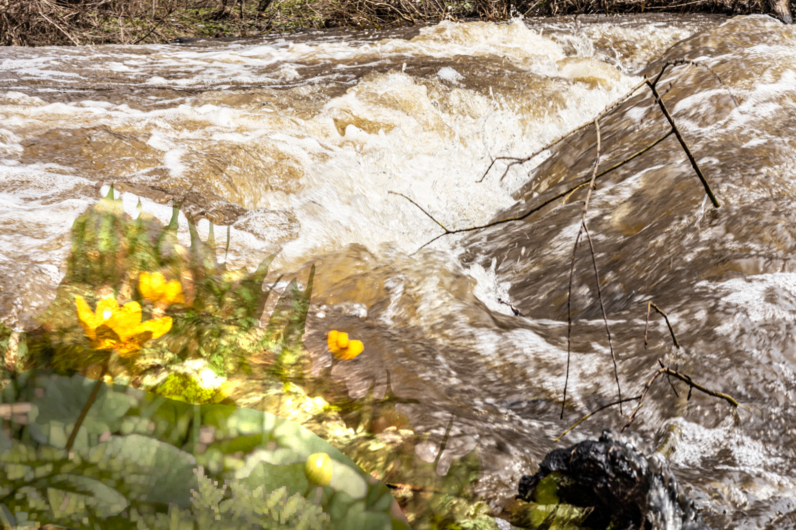 шумные весенние воды вода цветы поток берег