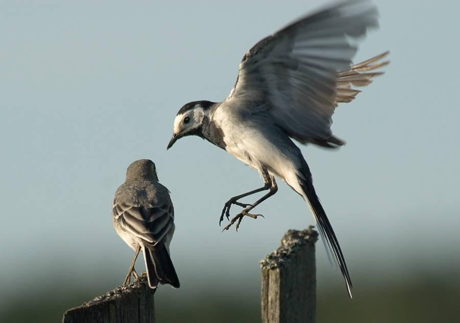 Летать Белая трясогузка, Pied Wagtail, Motacilla alba, полет