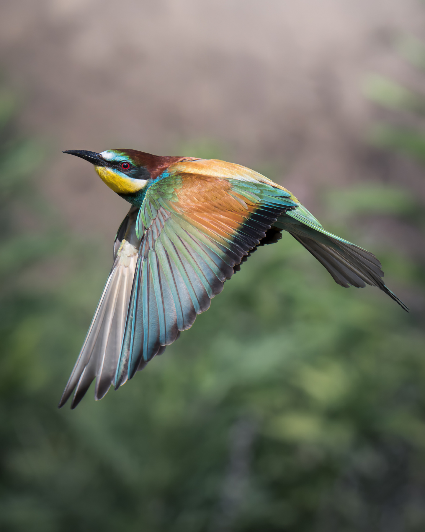 Золотистая щурка (Merops apiaster) 