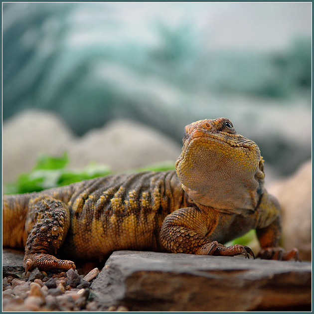 Дивлюсь я на небо... сахарский шипохвост Uromastyx geyri