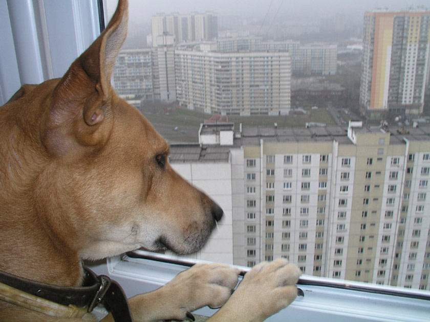 Ожидание Собака