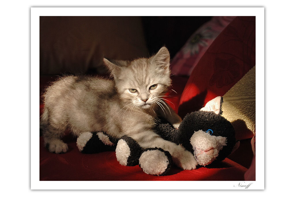 Котег взрослеет котег