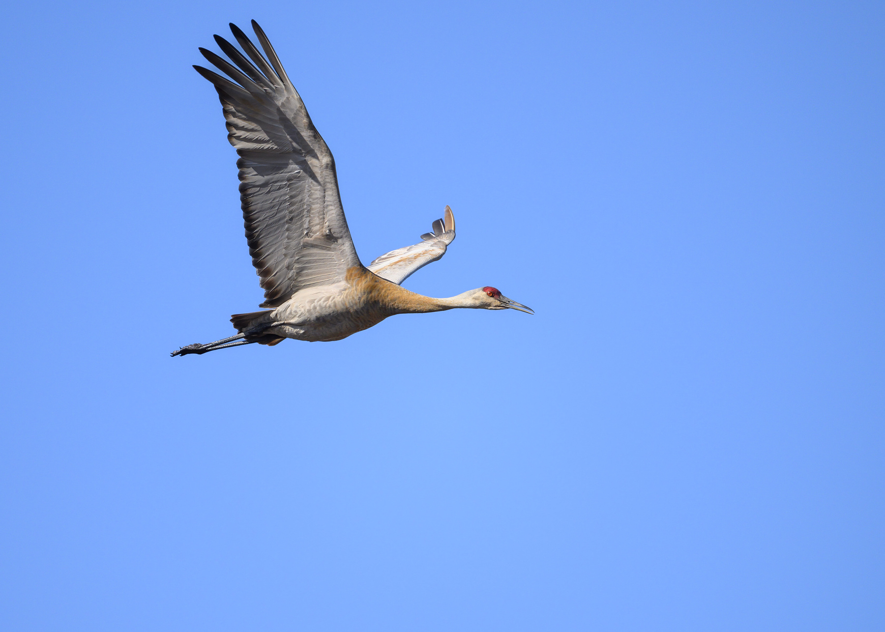 Sandhill crane 