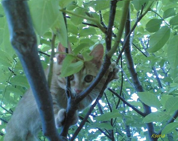 маленький хищник кот, коты, котята