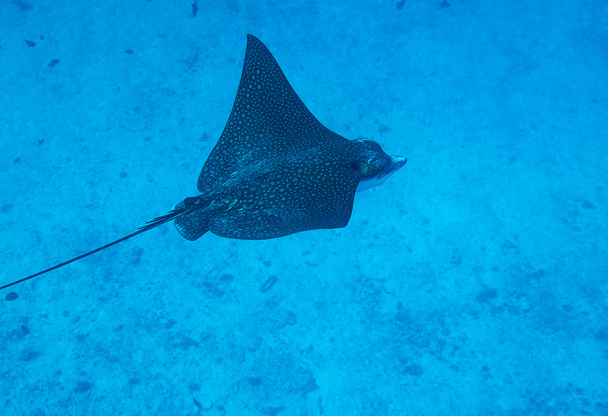 *** eagle ray