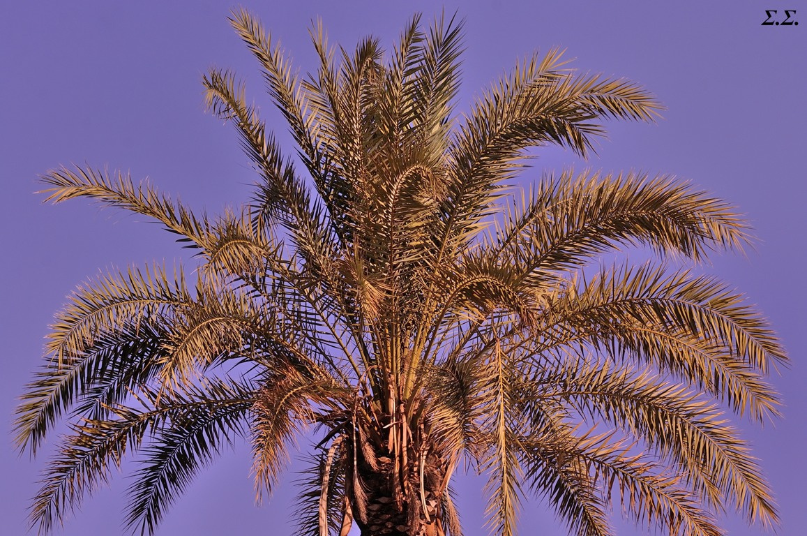 A PALMTREE 