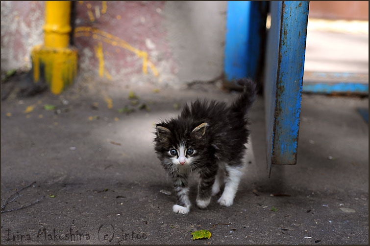 Пшш! котенок