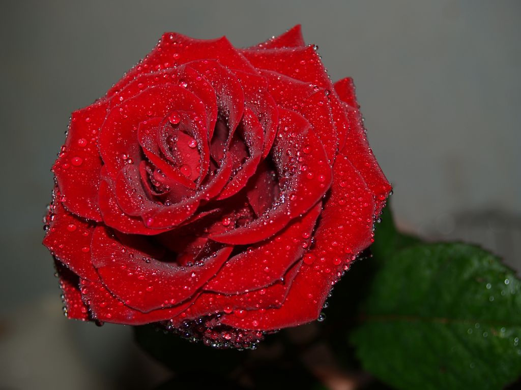 Rose glory 