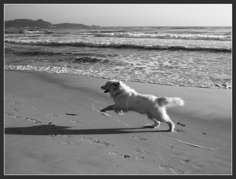 В погоне за тенью ocean beach dog собака пляж океан