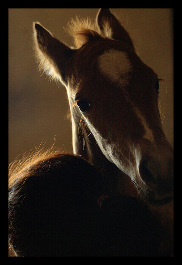 Тоже лошадь. лошади, жеребенок, horse
