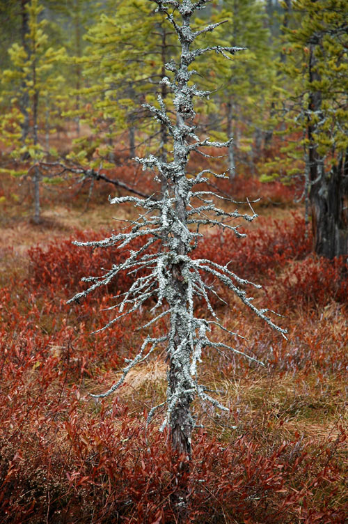 there were trees 