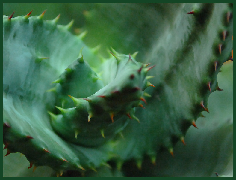 Тайна рождения...  алоэ Марлота Aloe marlothii