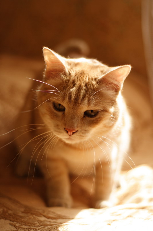 *** кот