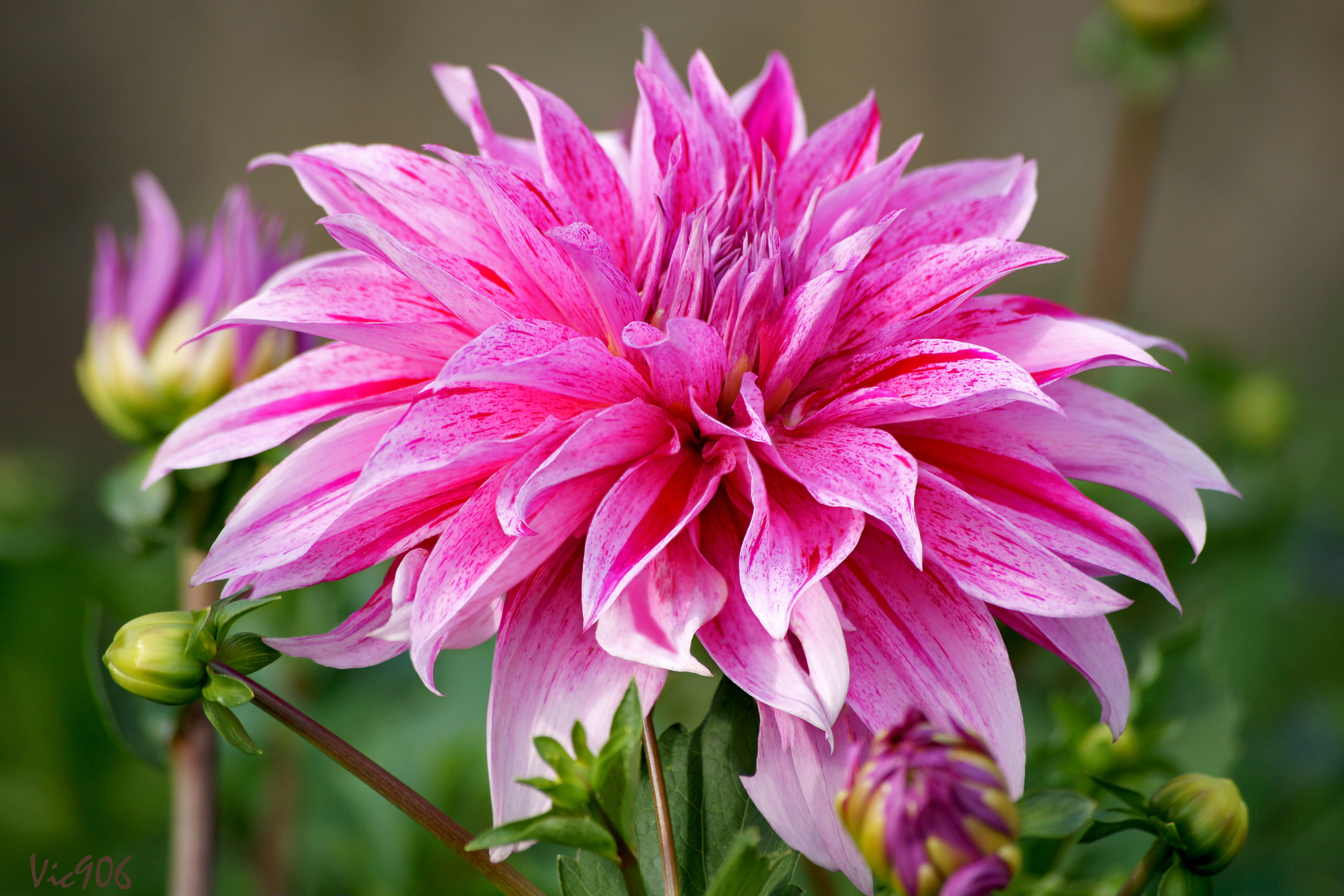 *** dahlia daliya георгина георгины природа цветы