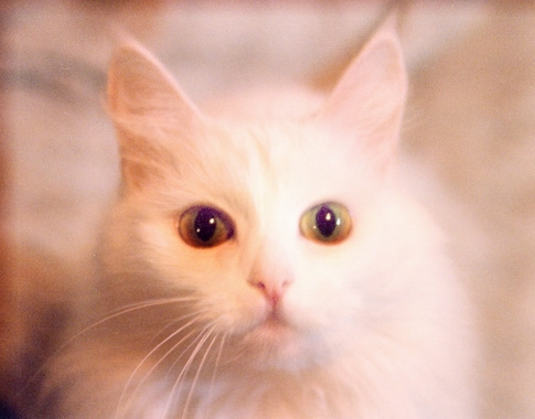 *** кошка, удивление