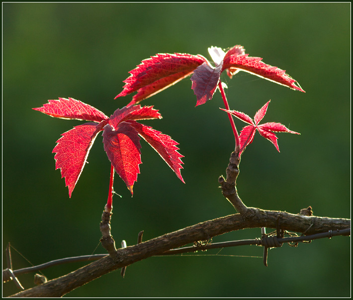 Autumn colors. 