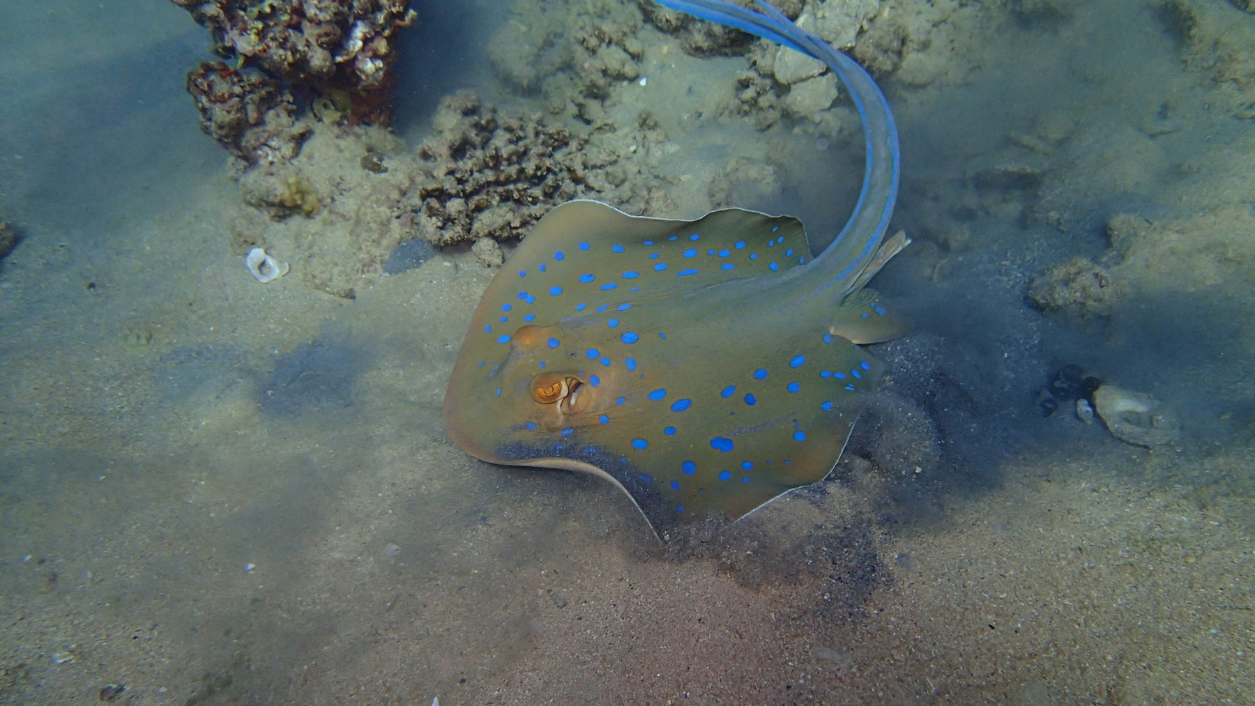 Скат скат красное red sea