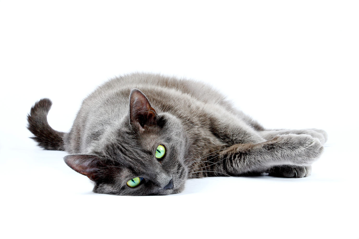 британец кот, кошка