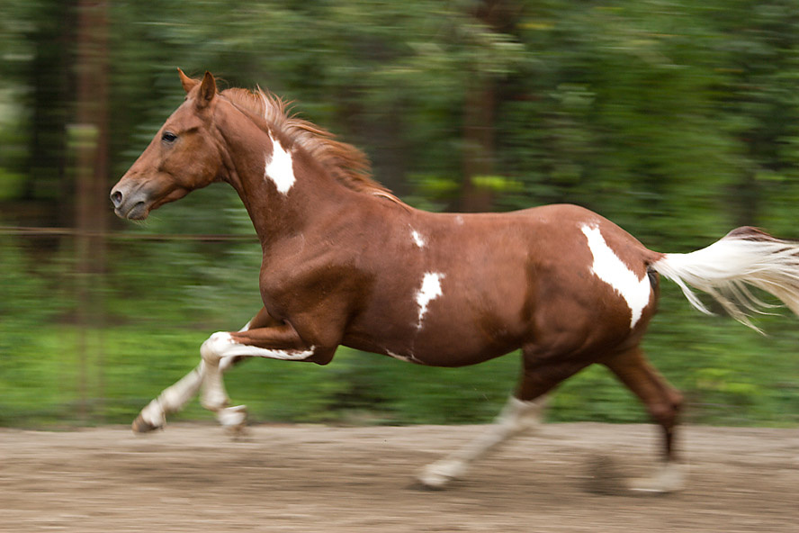 без названия horse лошадь