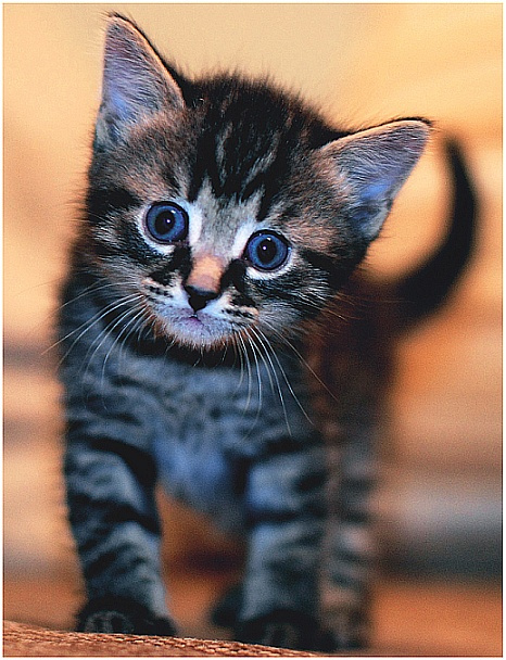 Мелочь котёнок