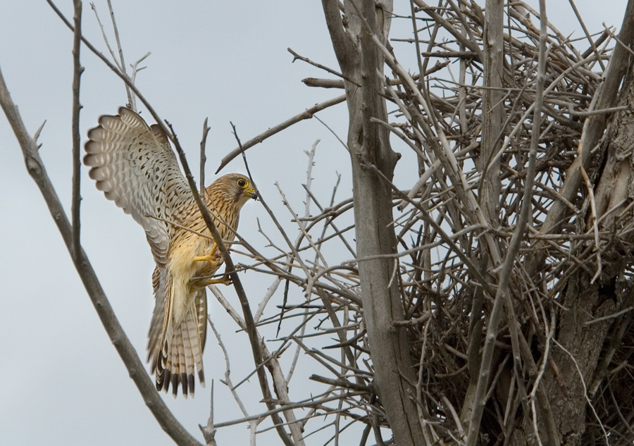 Захватчик Пустельга, Kestrel, Falco tinnunculus, Сафари-Дергачи