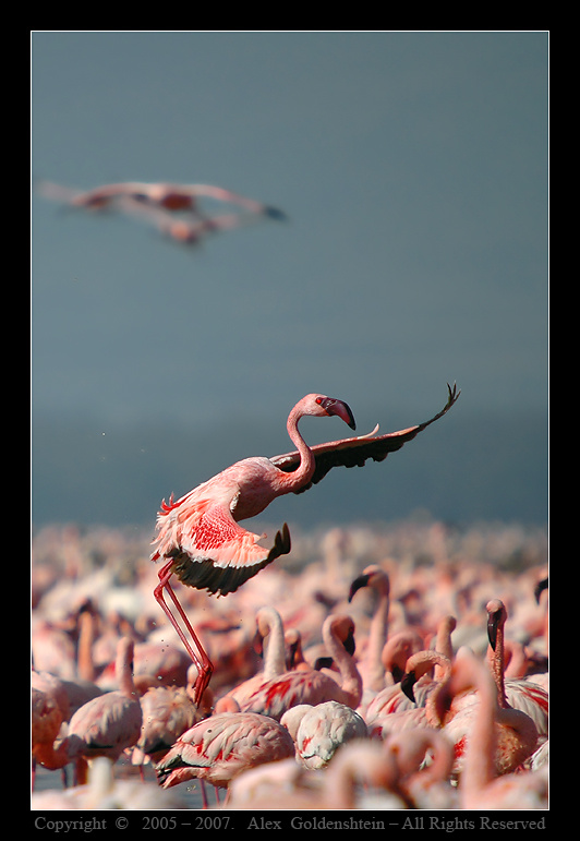 Phoenicopterus roseus. Розовый-фламинго, (Phoenicopterus-roseus), Национальный-парк-озера-Накуру, фламинговый-рай