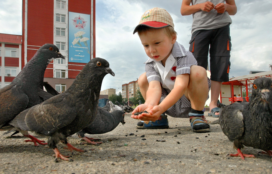 Гули-гули  Голуби, ребенок, кормление.