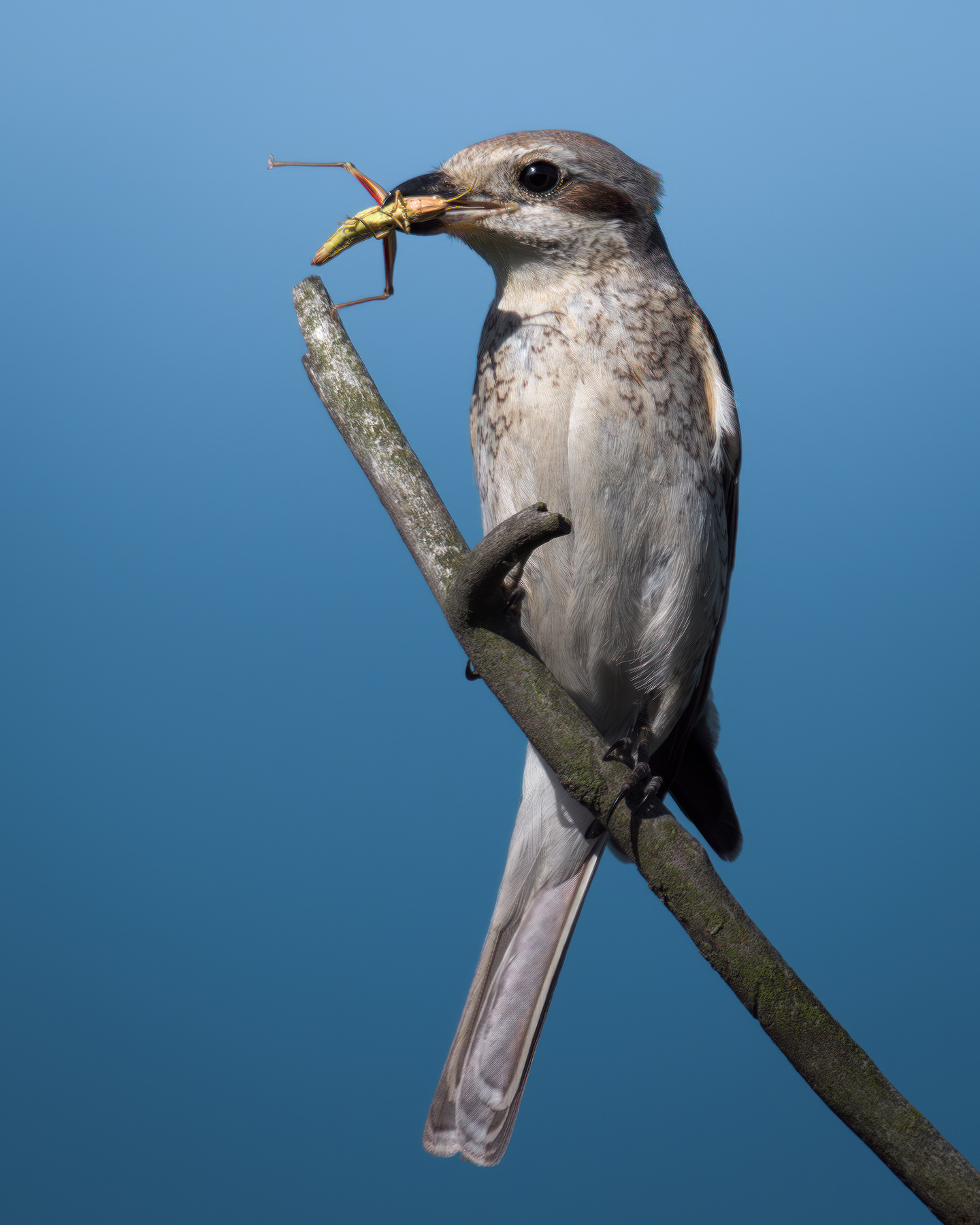 Обыкновенный жулан (Lanius collurio) 