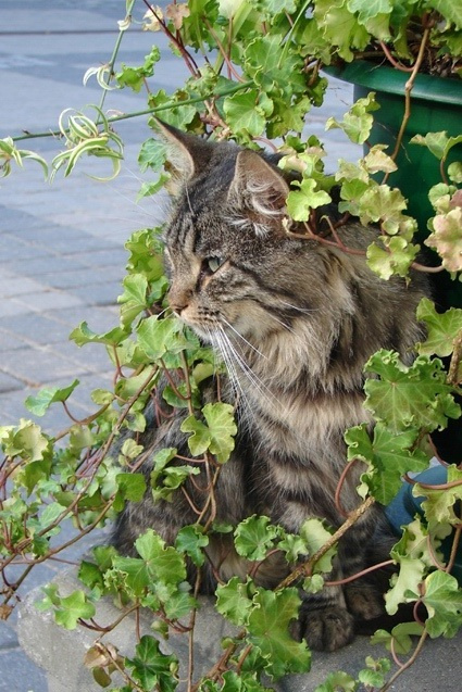 Виноградный Кот кот, зелень