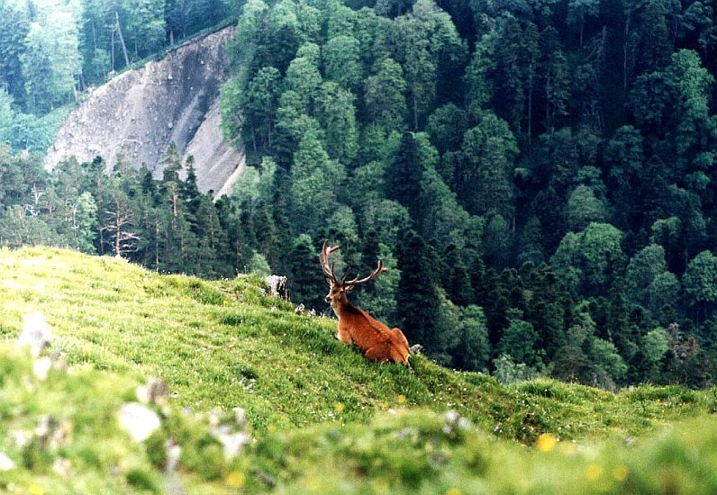 красавец 