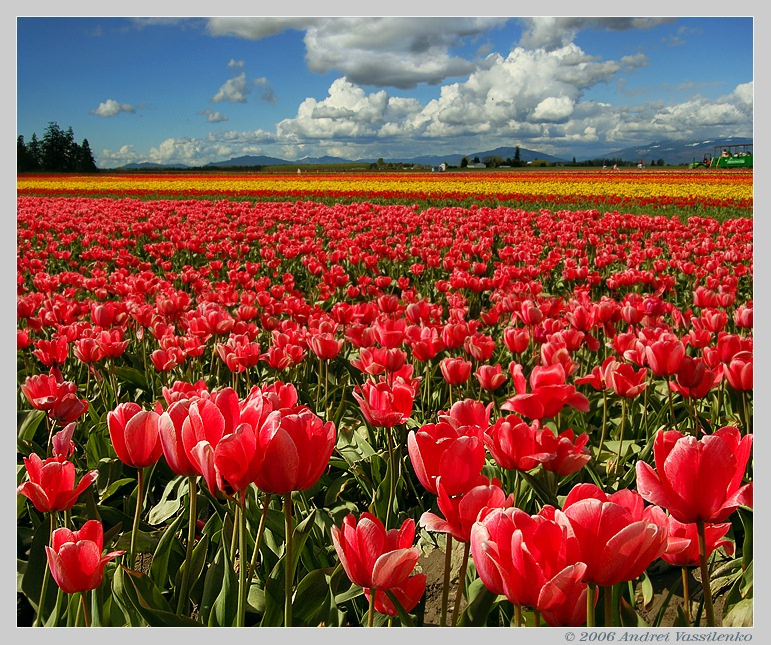 Tulips town Тюльпаны
