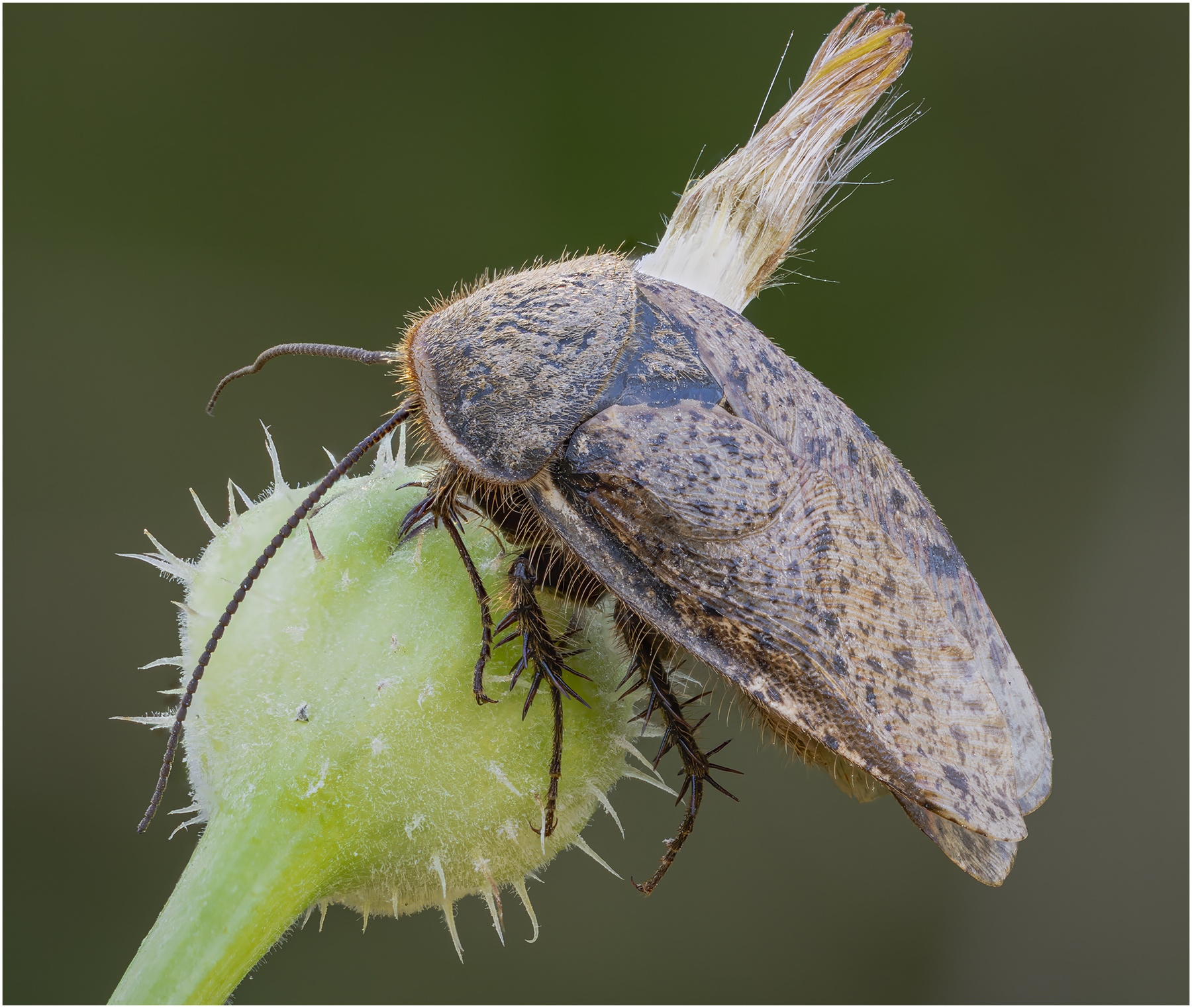 Африканский таракан.(Hemelytroblatta africana). таракан