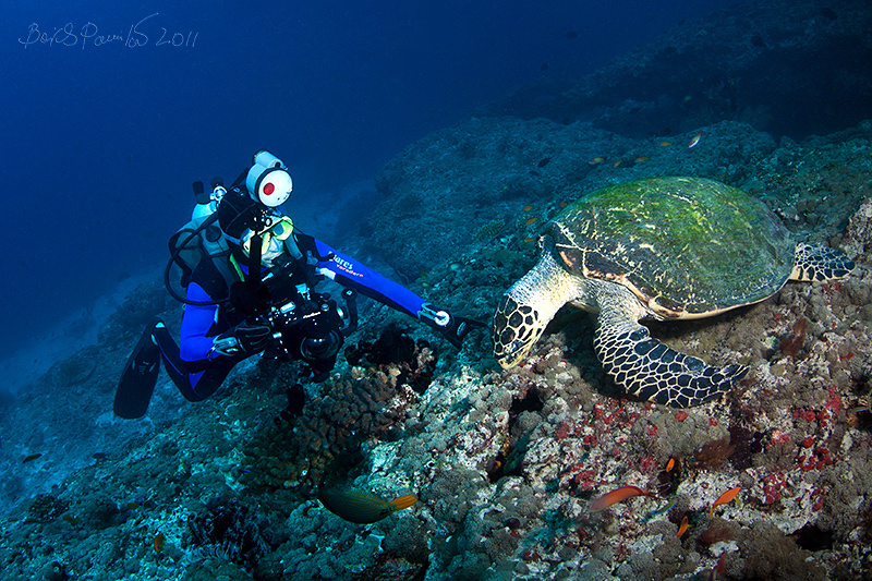 каждый занят своим делом бисса каретта Мальдивы дайвер Hawksbill turtle черепаха Maldives anion