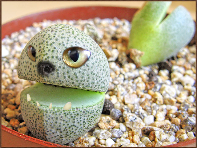 Lithops Lithops
