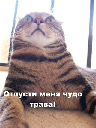 мечтательный кот кот