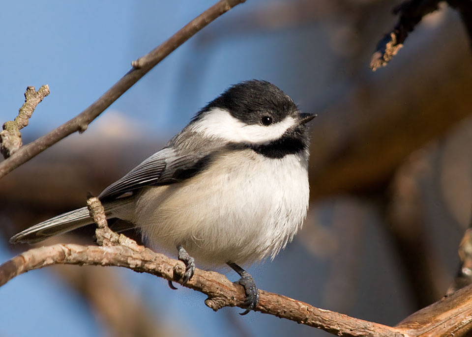 Black capped Chickadee Chickadee