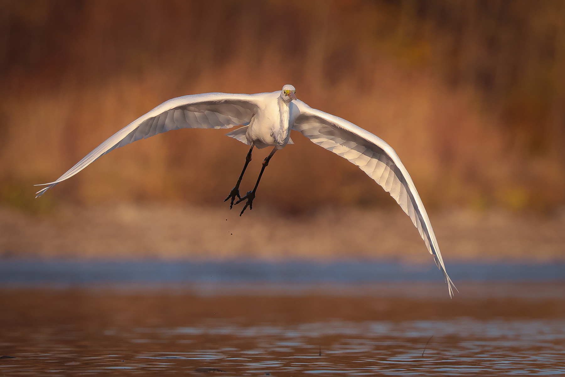 Heron 