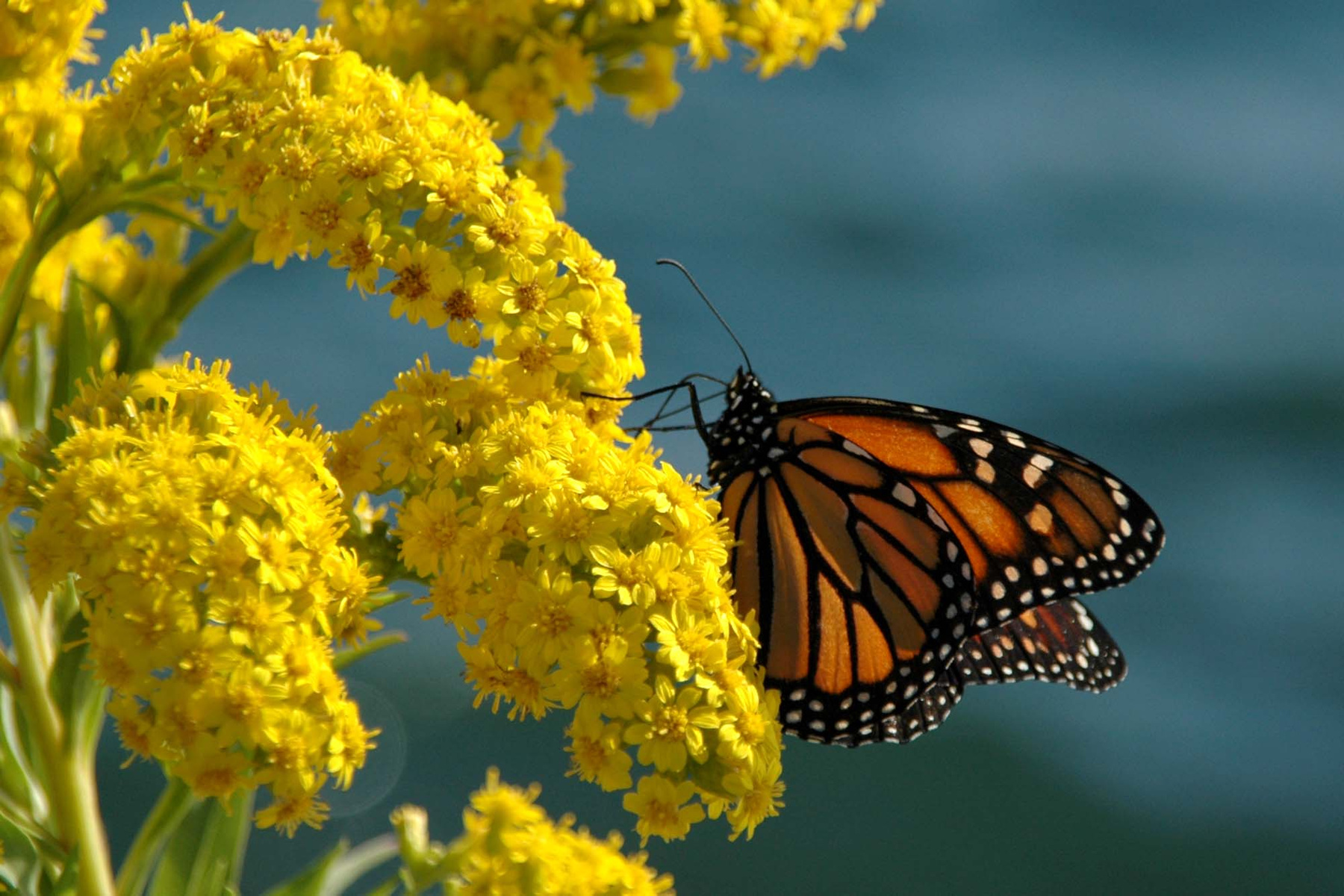 Monarch butterfly.  Бабочка. 