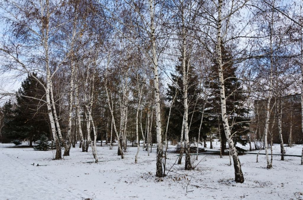 Первый снег 